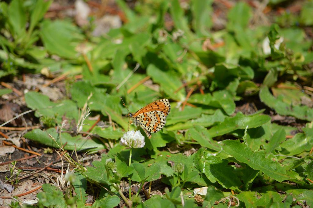 Cupido (Everes) alcetas, Melitaea didyma e Issoria (Issoria) lathonia